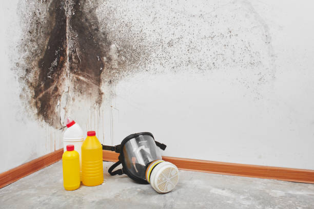 Attic Mold Removal in Clearfield, UT