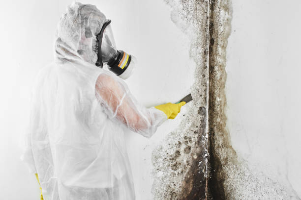 Best Mold Damage Repair  in Clearfield, UT