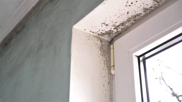Best Mold Removal Company Near Me  in Clearfield, UT