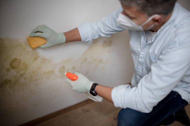 Best Mold Removal Near Me  in Clearfield, UT