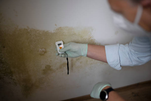 Best Home Mold Removal  in Clearfield, UT