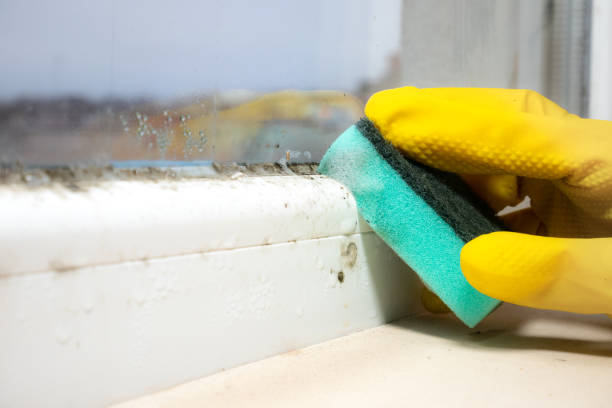 Best Same-Day Mold Removal  in Clearfield, UT
