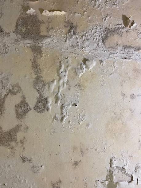 Best Mold Testing  in Clearfield, UT