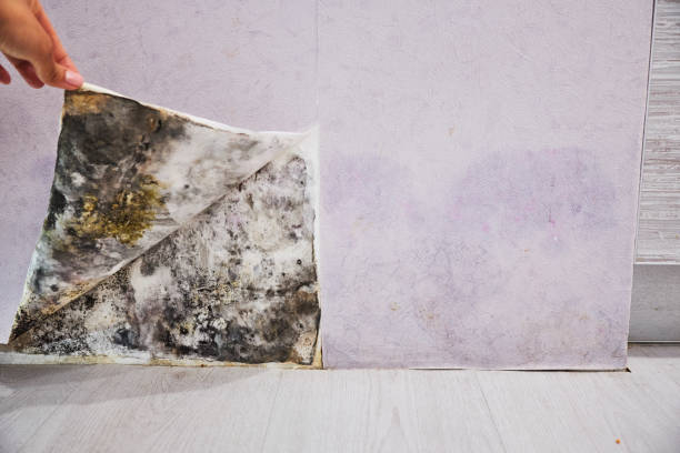 Trusted Clearfield, UT Mold Removal Experts